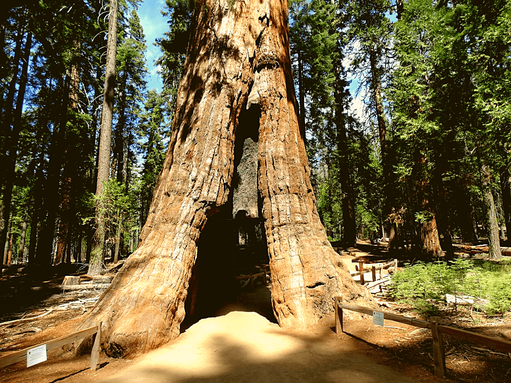 California Tunnel Tree Mariposa Grove Yosemite NP