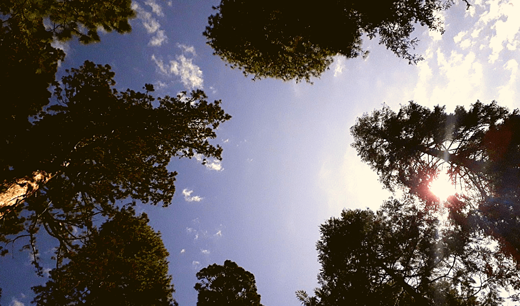 Mariposa Grove sequoia