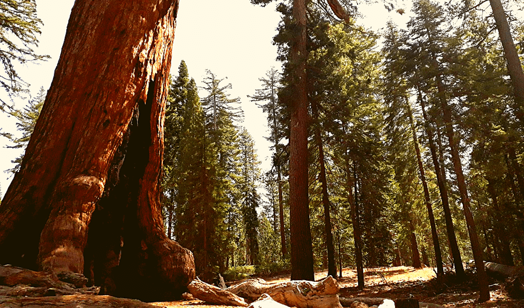 Sequoia Mariposa Grove