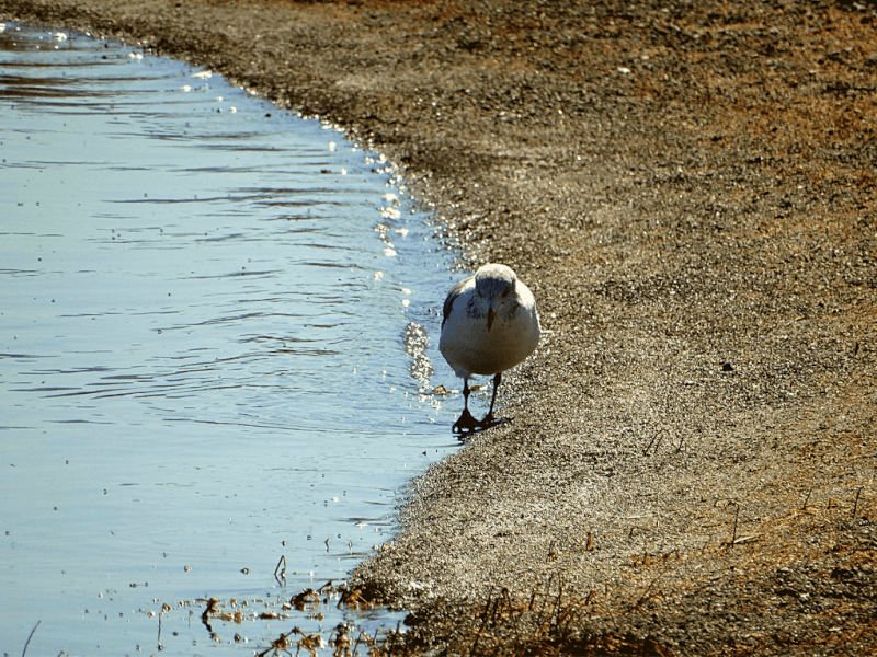 Mono Lake vogel aan water